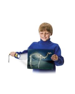Roylco What's Inside Animals,16pk. 16 beautiful plastic sheets, 20 x 25cm. R59250